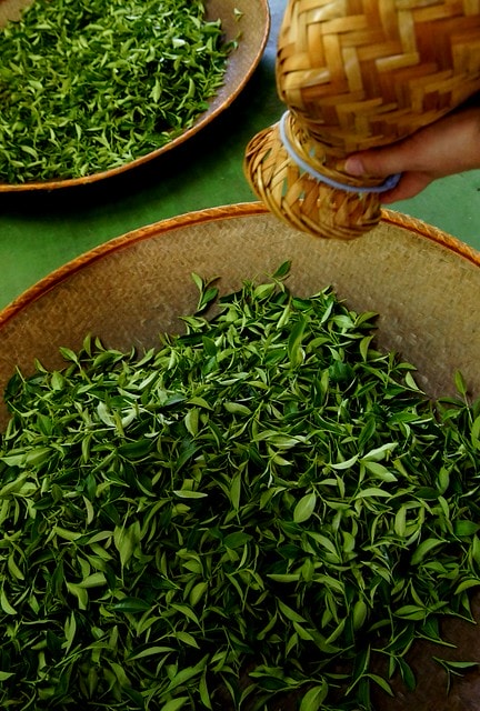 【台灣,宜蘭】宜蘭有機樂活1日遊(一) 三泰有機農場有機綠茶DIY,健康看得見 - 第15張圖