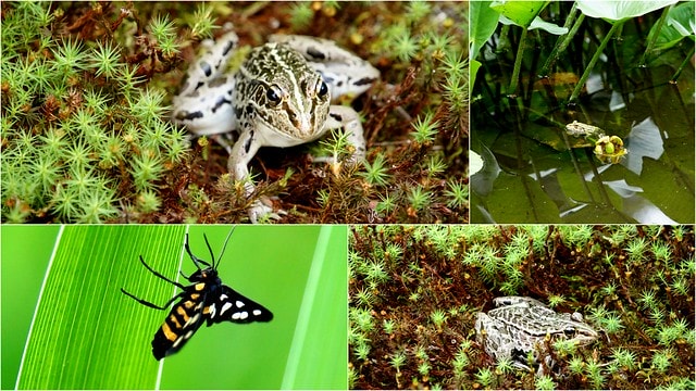 【日本關西自由行】2011漫遊關西真愜意13 ~ 偶爾也該離開人群,找個安靜的角落到實光院(实光院 Jikkoin)喝杯茶 - 第18張圖