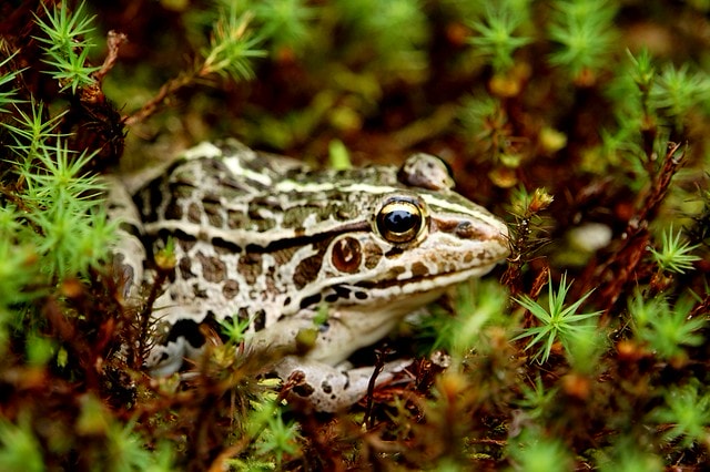 【日本關西自由行】2011漫遊關西真愜意13 ~ 偶爾也該離開人群,找個安靜的角落到實光院(实光院 Jikkoin)喝杯茶 - 第19張圖