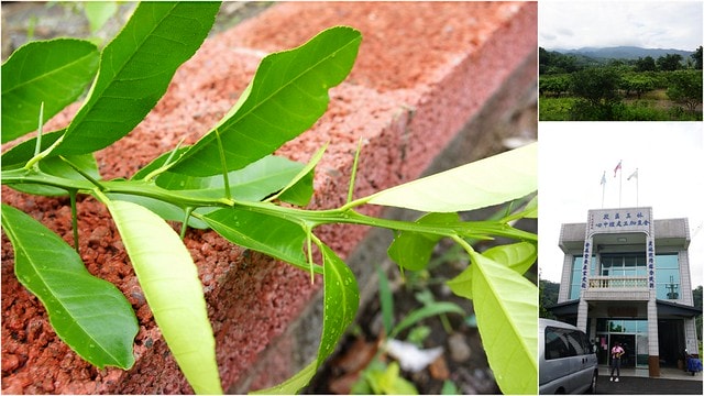 【台灣,宜蘭】「不落92」 慢騎宜蘭,這一夏騎車好好玩(冬山車站、冬山森林公園、珍珠社區、員山機堡、宜蘭磚窯、林美金棗文化館) & 7/30~8/5快樂雲前進日本不在家告假通知與抽獎活動 - 第23張圖