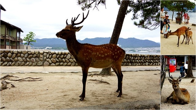 【日本,廣島】日本三景之一與世界文化遺產的"宮島",傳說中的神仙島真是美絕了 - 第8張圖