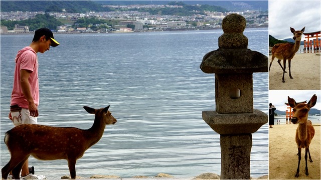 【日本,廣島】日本三景之一與世界文化遺產的"宮島",傳說中的神仙島真是美絕了 - 第9張圖