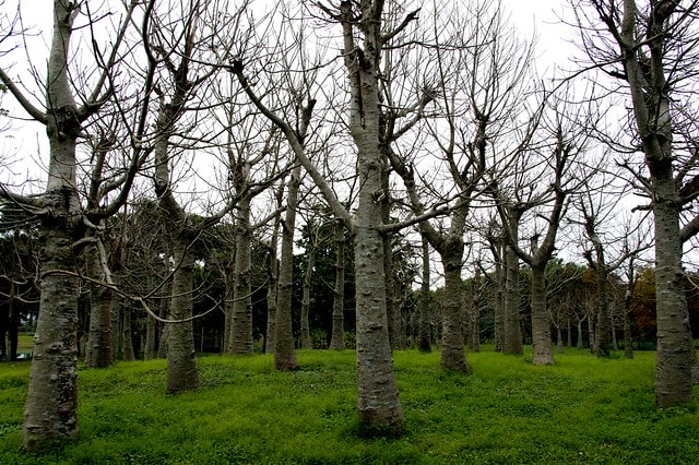 【台灣，花蓮】不可思議的人工美景 ；台灣美景 ~ 壽豐鄉，雲山水