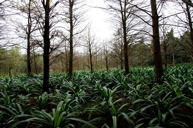 【台灣，花蓮】不可思議的人工美景 ；台灣美景 ~ 壽豐鄉，雲山水