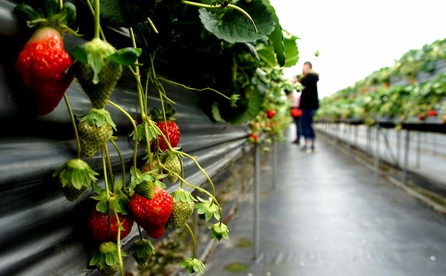 【台灣，苗栗】透過山沟沟&quot;共學共遊&quot;方式，發現台灣的美麗角落(上)~苗栗客家文化園區、苗栗故事館、山坡上高架草莓、大湖草莓酒莊