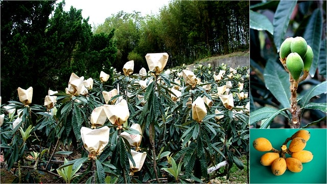 【台灣，苗栗】透過山沟沟&quot;共學共遊&quot;方式，發現台灣的美麗角落(上)~苗栗客家文化園區、苗栗故事館、山坡上高架草莓、大湖草莓酒莊