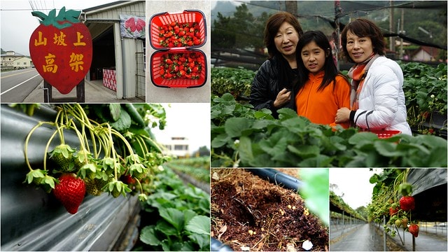 【台灣，苗栗】透過山沟沟&quot;共學共遊&quot;方式，發現台灣的美麗角落(上)~苗栗客家文化園區、苗栗故事館、山坡上高架草莓、大湖草莓酒莊