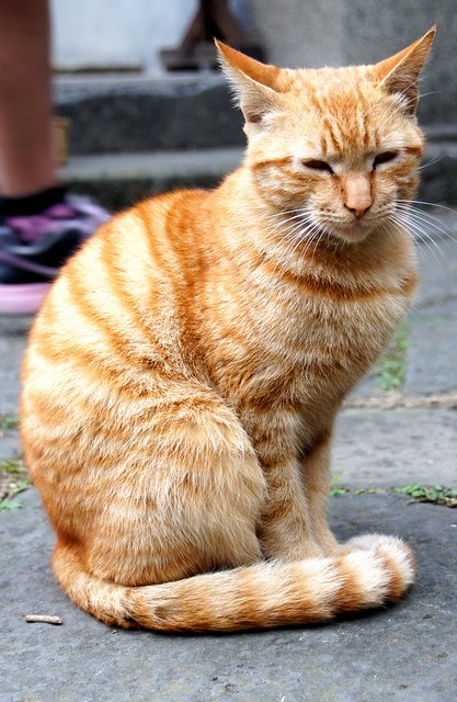 DSC09972 【台灣,新竹】透過山沟沟"共學共遊"方式,發現台灣的美麗角落(下) ~寶山大樹茶屋創意料理、漫步北埔客家小鎮、竹東意念工坊