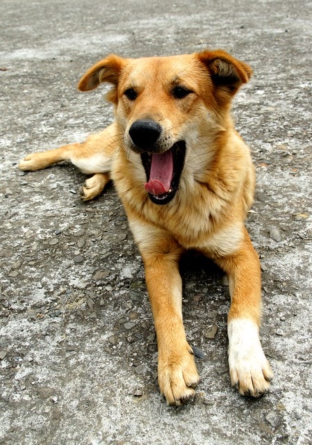 DSC09884 【台灣,新竹】透過山沟沟"共學共遊"方式,發現台灣的美麗角落(下) ~寶山大樹茶屋創意料理、漫步北埔客家小鎮、竹東意念工坊