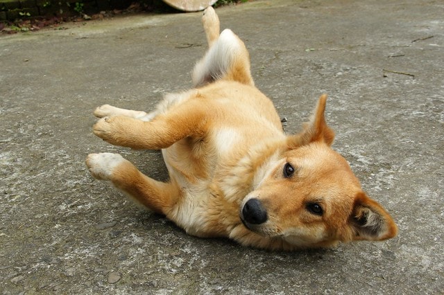 DSC09876 【台灣,新竹】透過山沟沟"共學共遊"方式,發現台灣的美麗角落(下) ~寶山大樹茶屋創意料理、漫步北埔客家小鎮、竹東意念工坊