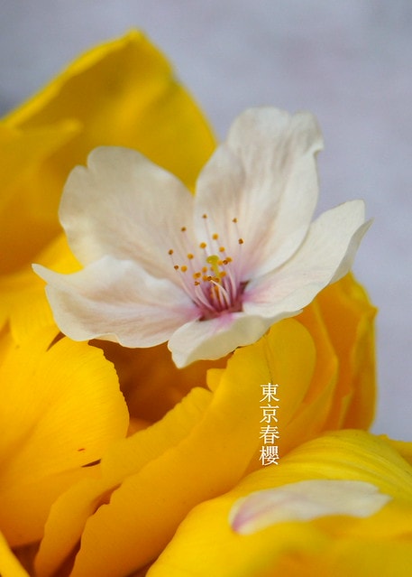 【日本，關東】雲的東京初體驗，追櫻、嚐美食、飲咖啡、嗜甜點….真是太幸福嚕