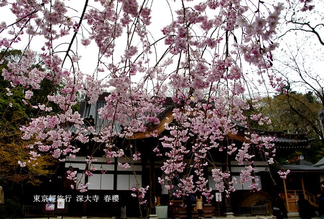 【日本，關東】雲的東京初體驗，追櫻、嚐美食、飲咖啡、嗜甜點….真是太幸福嚕