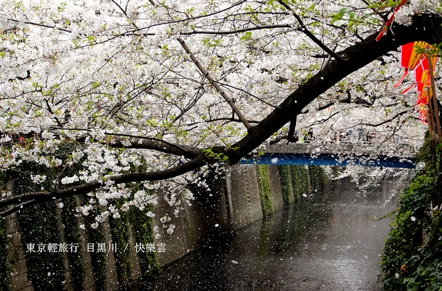 【日本，關東】雲的東京初體驗，追櫻、嚐美食、飲咖啡、嗜甜點….真是太幸福嚕