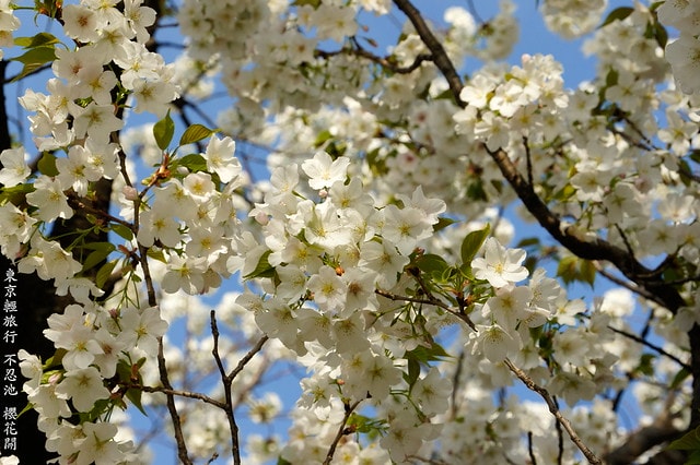 【日本，關東】雲的東京初體驗，追櫻、嚐美食、飲咖啡、嗜甜點….真是太幸福嚕