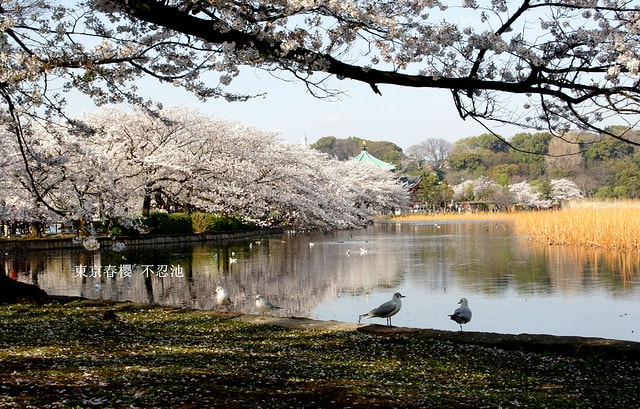 【日本，關東】雲的東京初體驗，追櫻、嚐美食、飲咖啡、嗜甜點….真是太幸福嚕