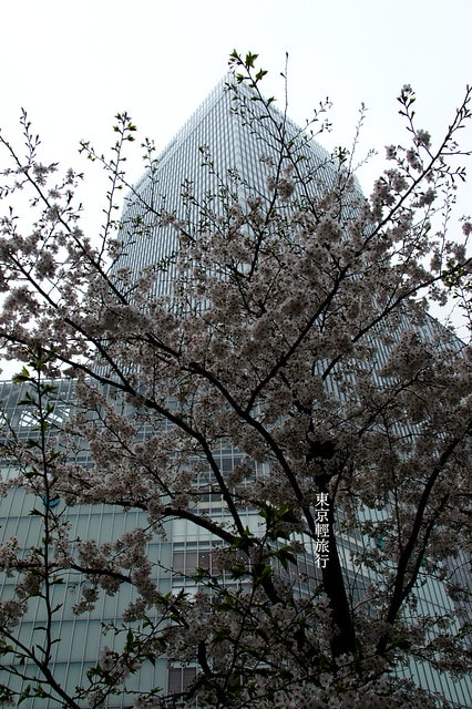 【日本，關東】雲的東京初體驗，追櫻、嚐美食、飲咖啡、嗜甜點….真是太幸福嚕