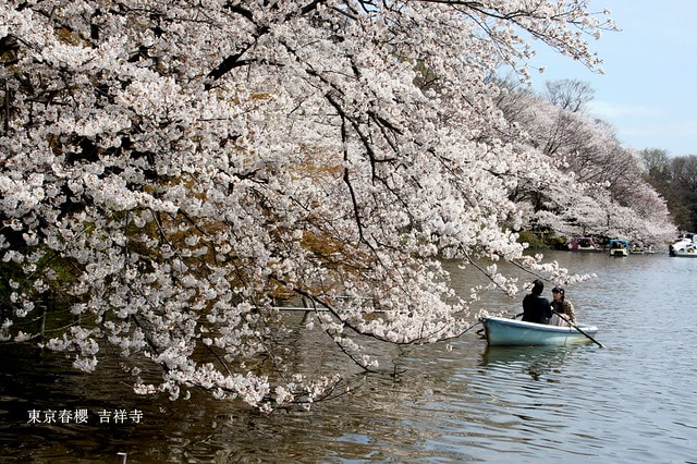 【日本，關東】雲的東京初體驗，追櫻、嚐美食、飲咖啡、嗜甜點….真是太幸福嚕