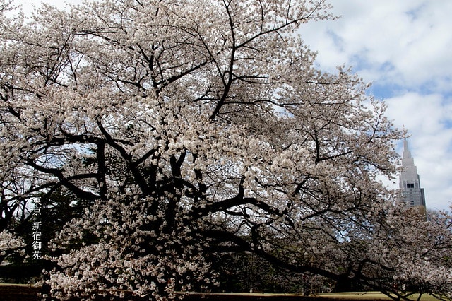 【日本，關東】雲的東京初體驗，追櫻、嚐美食、飲咖啡、嗜甜點….真是太幸福嚕