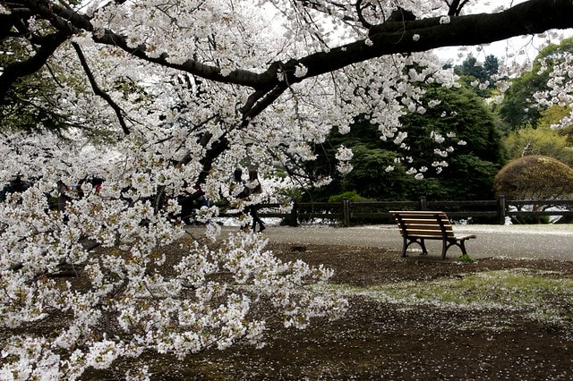 【日本，關東】雲的東京初體驗，追櫻、嚐美食、飲咖啡、嗜甜點….真是太幸福嚕