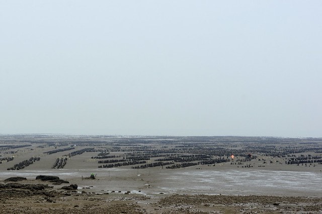 【台灣，離島，金門】古寧頭電瓶車10元帶你遊遍古寧頭戰地文化與體驗生態風光。(漫遊林厝和平紀念廣場→古寧頭戰史館→古戰場播音牆→北山石蚵田→北山聚落→南山聚落→自然溼地中心→雙鯉湖→古龍頭水尾塔)