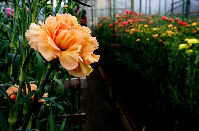 謝謝老媽一路上的支持與放心，祝雲媽&quot;母親節快樂&quot;。也祝大家有沒有過節天天都快樂哦