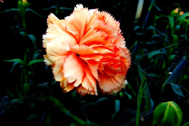 謝謝老媽一路上的支持與放心，祝雲媽&quot;母親節快樂&quot;。也祝大家有沒有過節天天都快樂哦