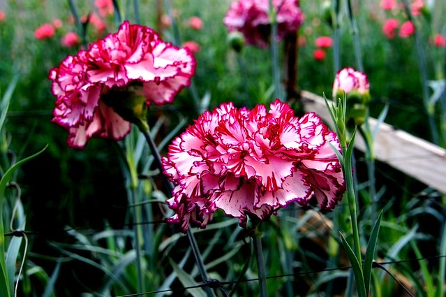 謝謝老媽一路上的支持與放心，祝雲媽&quot;母親節快樂&quot;。也祝大家有沒有過節天天都快樂哦