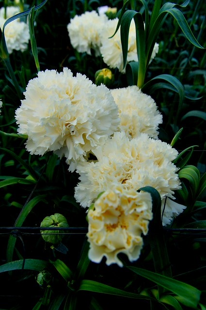 謝謝老媽一路上的支持與放心，祝雲媽&quot;母親節快樂&quot;。也祝大家有沒有過節天天都快樂哦