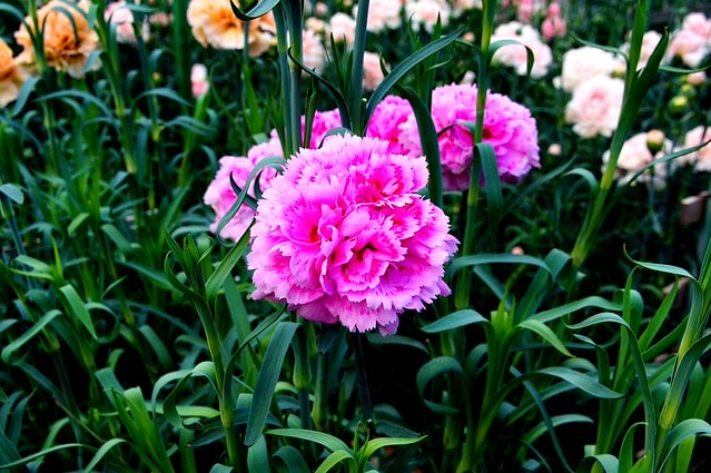謝謝老媽一路上的支持與放心，祝雲媽&quot;母親節快樂&quot;。也祝大家有沒有過節天天都快樂哦