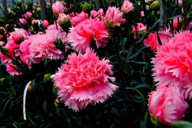謝謝老媽一路上的支持與放心，祝雲媽&quot;母親節快樂&quot;。也祝大家有沒有過節天天都快樂哦