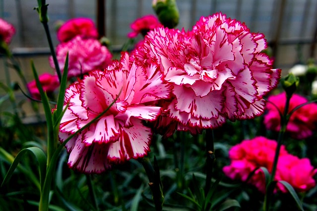 謝謝老媽一路上的支持與放心，祝雲媽&quot;母親節快樂&quot;。也祝大家有沒有過節天天都快樂哦
