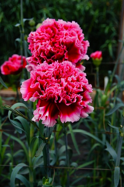 謝謝老媽一路上的支持與放心，祝雲媽&quot;母親節快樂&quot;。也祝大家有沒有過節天天都快樂哦