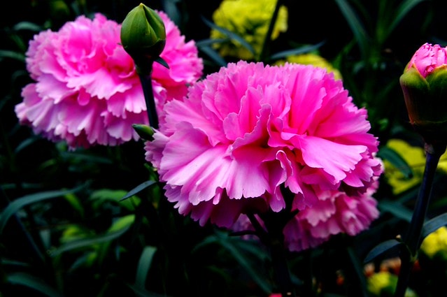 謝謝老媽一路上的支持與放心，祝雲媽&quot;母親節快樂&quot;。也祝大家有沒有過節天天都快樂哦