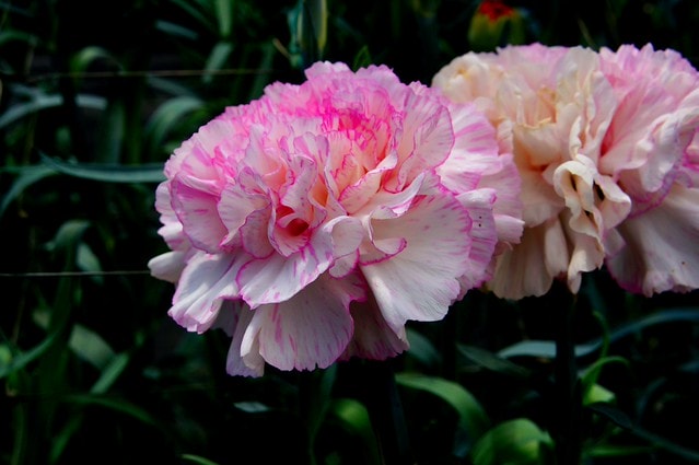 謝謝老媽一路上的支持與放心，祝雲媽&quot;母親節快樂&quot;。也祝大家有沒有過節天天都快樂哦