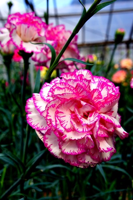 謝謝老媽一路上的支持與放心，祝雲媽&quot;母親節快樂&quot;。也祝大家有沒有過節天天都快樂哦