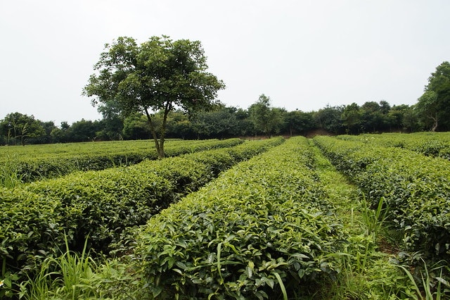【台灣，桃園縣，龍潭鄉】OTOP全民揪團出遊去(上)巷子內的特色美食，以「茶入菜」創意又美味的&quot;壹等賞景觀茶園&quot;