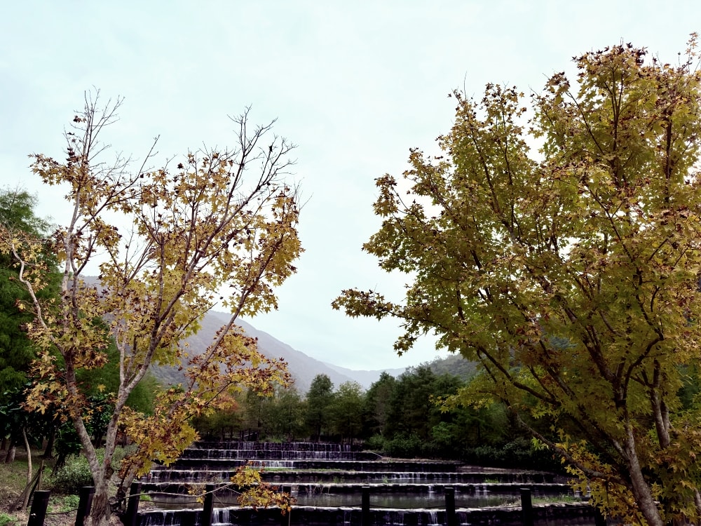 宜蘭落羽松秘境再啟|三層坪農塘重新開放!九層疊瀑湖景美拍、門票預約與最佳觀賞期一次看。(2025/11/28實況分享) - 第8張圖 宜蘭落羽松秘境再啟|三層坪農塘重新開放!九層疊瀑湖景美拍、門票預約與最佳觀賞期一次看。(2025/11/28實況分享)