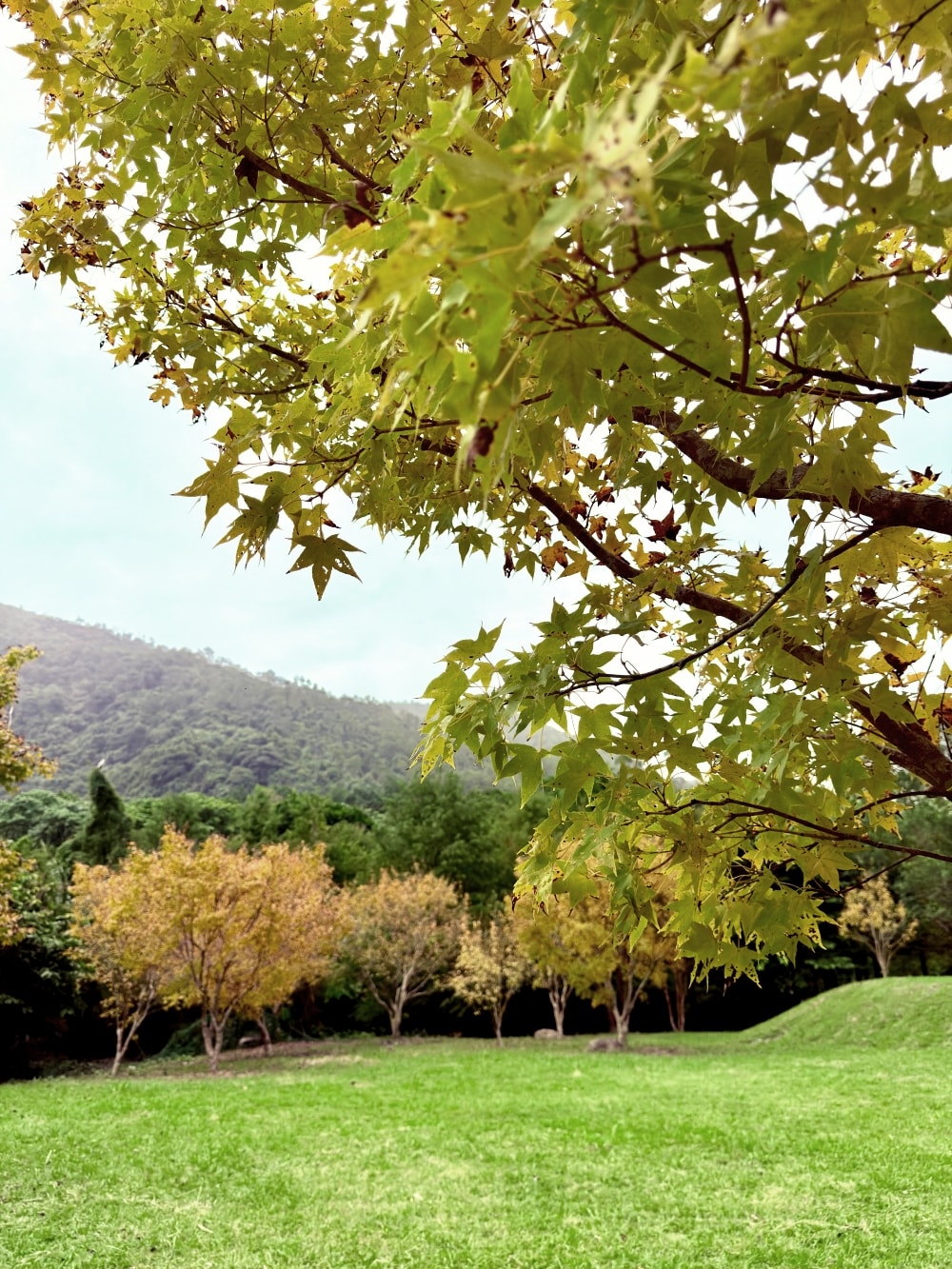宜蘭落羽松秘境再啟|三層坪農塘重新開放!九層疊瀑湖景美拍、門票預約與最佳觀賞期一次看。(2025/11/28實況分享) - 第16張圖 宜蘭落羽松秘境再啟|三層坪農塘重新開放!九層疊瀑湖景美拍、門票預約與最佳觀賞期一次看。(2025/11/28實況分享)