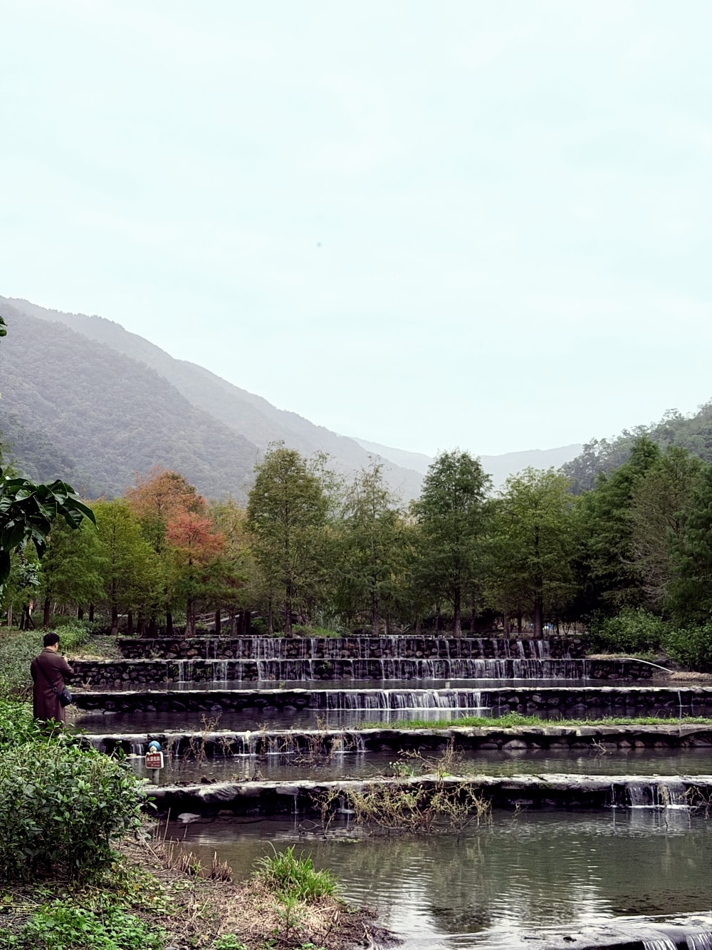 宜蘭落羽松秘境再啟|三層坪農塘重新開放!九層疊瀑湖景美拍、門票預約與最佳觀賞期一次看。(2025/11/28實況分享) - 第5張圖 宜蘭落羽松秘境再啟|三層坪農塘重新開放!九層疊瀑湖景美拍、門票預約與最佳觀賞期一次看。(2025/11/28實況分享)