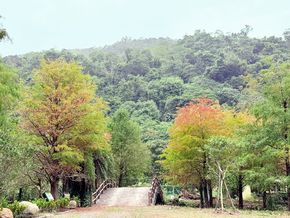 宜蘭落羽松秘境再啟|三層坪農塘重新開放!九層疊瀑湖景美拍、門票預約與最佳觀賞期一次看。(2025/11/28實況分享) - 第11張圖 宜蘭落羽松秘境再啟|三層坪農塘重新開放!九層疊瀑湖景美拍、門票預約與最佳觀賞期一次看。(2025/11/28實況分享)