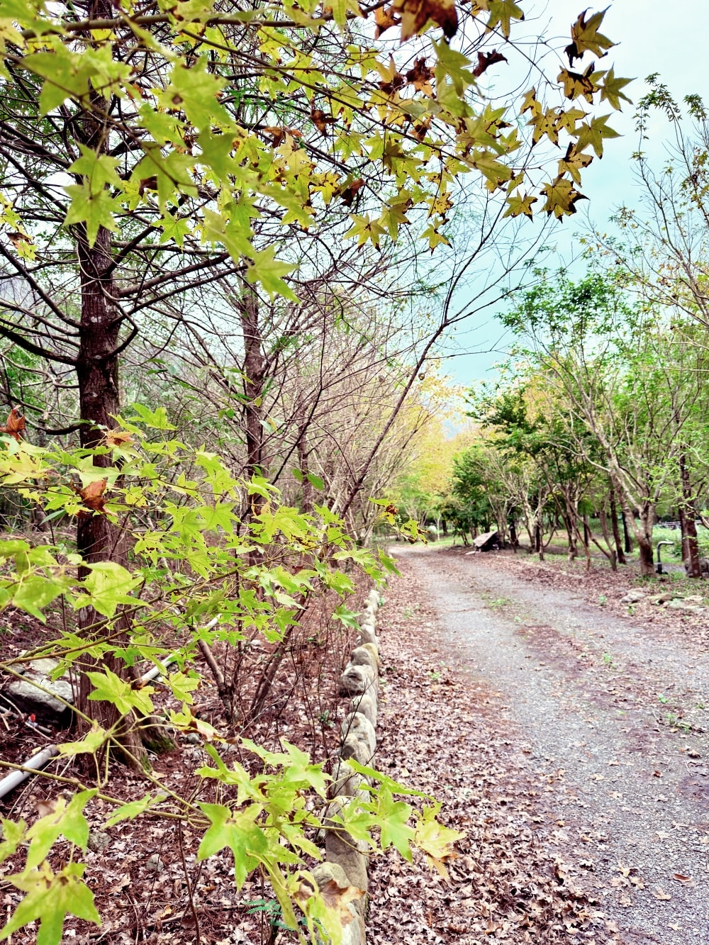 宜蘭落羽松秘境再啟|三層坪農塘重新開放!九層疊瀑湖景美拍、門票預約與最佳觀賞期一次看。(2025/11/28實況分享) - 第18張圖 宜蘭落羽松秘境再啟|三層坪農塘重新開放!九層疊瀑湖景美拍、門票預約與最佳觀賞期一次看。(2025/11/28實況分享)