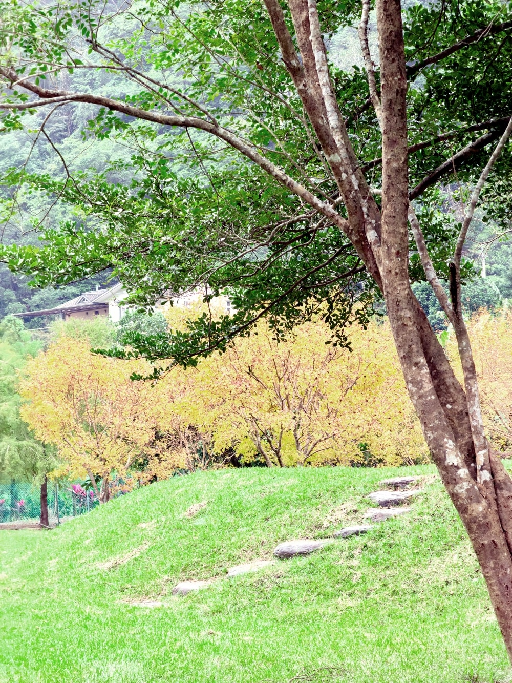 宜蘭落羽松秘境再啟|三層坪農塘重新開放!九層疊瀑湖景美拍、門票預約與最佳觀賞期一次看。(2025/11/28實況分享) - 第12張圖 宜蘭落羽松秘境再啟|三層坪農塘重新開放!九層疊瀑湖景美拍、門票預約與最佳觀賞期一次看。(2025/11/28實況分享)