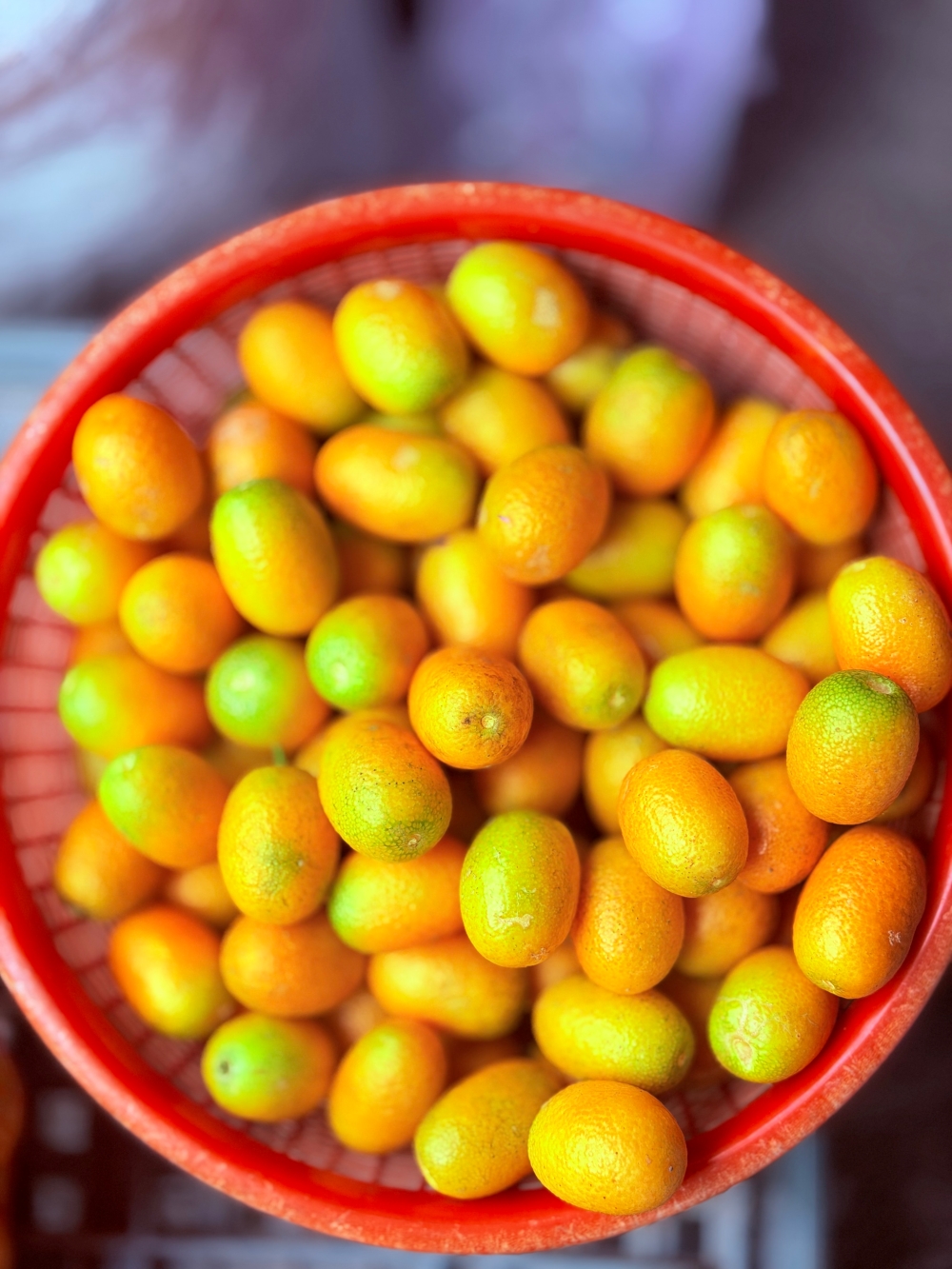 宜蘭縣｜員山鄉｜宜蘭豬龍寨~從豬圈變身山林秘境，這天我們在宜蘭吃了一份超療癒的 DIY 窯烤披薩🍕✨