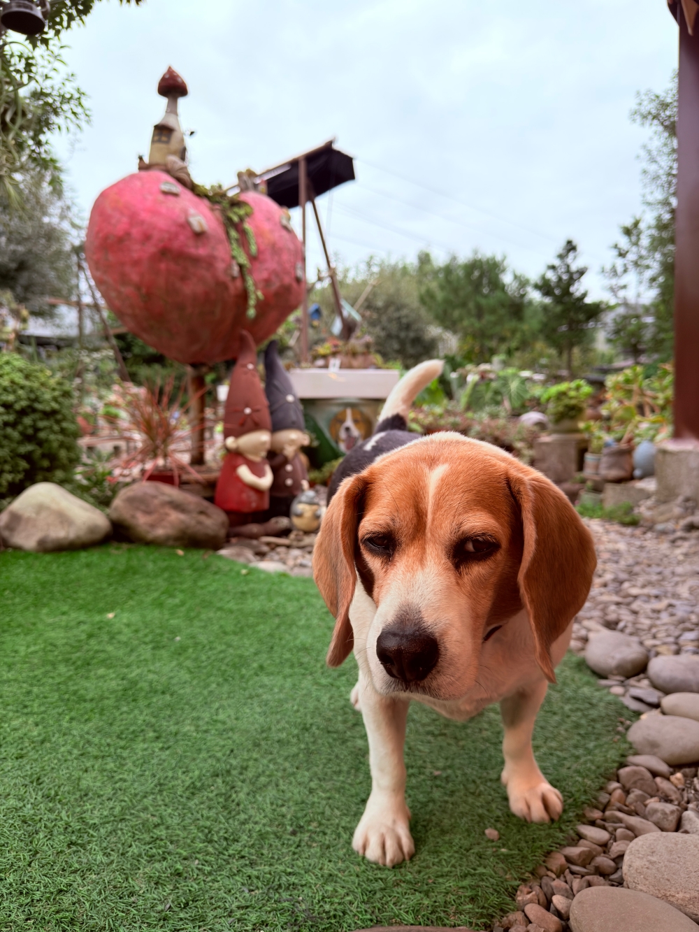 【宜蘭私房景點】木渠多肉農場|多肉植物 DIY × 療癒系花園,在地人才知道的秘境。 - 第11張圖 【宜蘭私房景點】木渠多肉農場|多肉植物 DIY × 療癒系花園,在地人才知道的秘境。