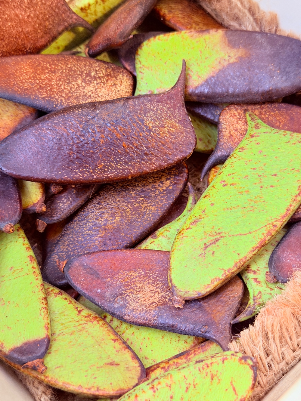 【宜蘭私房景點】木渠多肉農場|多肉植物 DIY × 療癒系花園,在地人才知道的秘境。 - 第12張圖 【宜蘭私房景點】木渠多肉農場|多肉植物 DIY × 療癒系花園,在地人才知道的秘境。