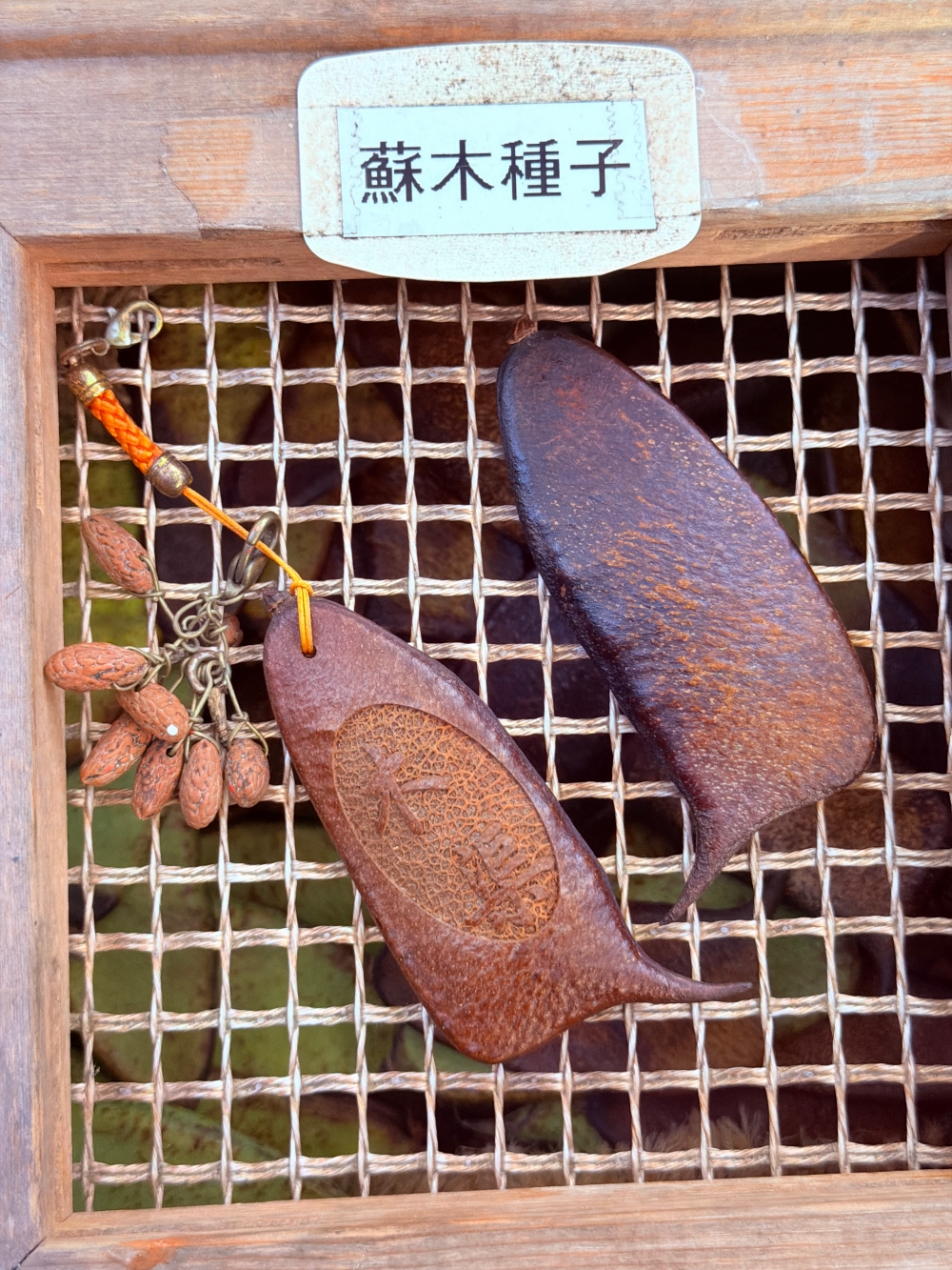 【宜蘭私房景點】木渠多肉農場|多肉植物 DIY × 療癒系花園,在地人才知道的秘境。 - 第13張圖 【宜蘭私房景點】木渠多肉農場|多肉植物 DIY × 療癒系花園,在地人才知道的秘境。