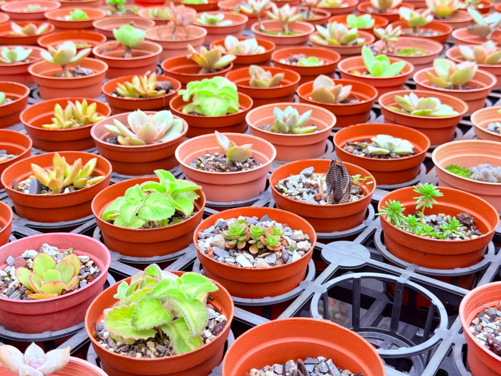 【宜蘭私房景點】木渠多肉農場|多肉植物 DIY × 療癒系花園,在地人才知道的秘境。 - 第16張圖 【宜蘭私房景點】木渠多肉農場|多肉植物 DIY × 療癒系花園,在地人才知道的秘境。