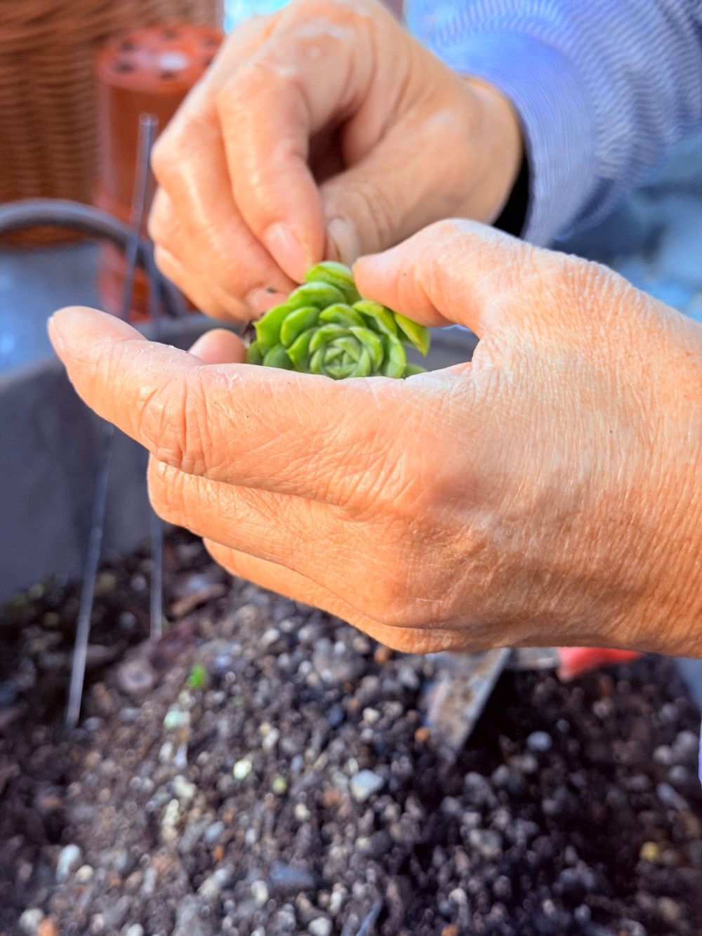 【宜蘭私房景點】木渠多肉農場|多肉植物 DIY × 療癒系花園,在地人才知道的秘境。 - 第14張圖 【宜蘭私房景點】木渠多肉農場|多肉植物 DIY × 療癒系花園,在地人才知道的秘境。