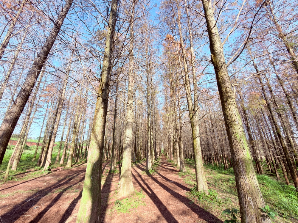 楊梅落羽松秘境｜錯過的不是風景，而是季節。（2025年台灣落羽松）