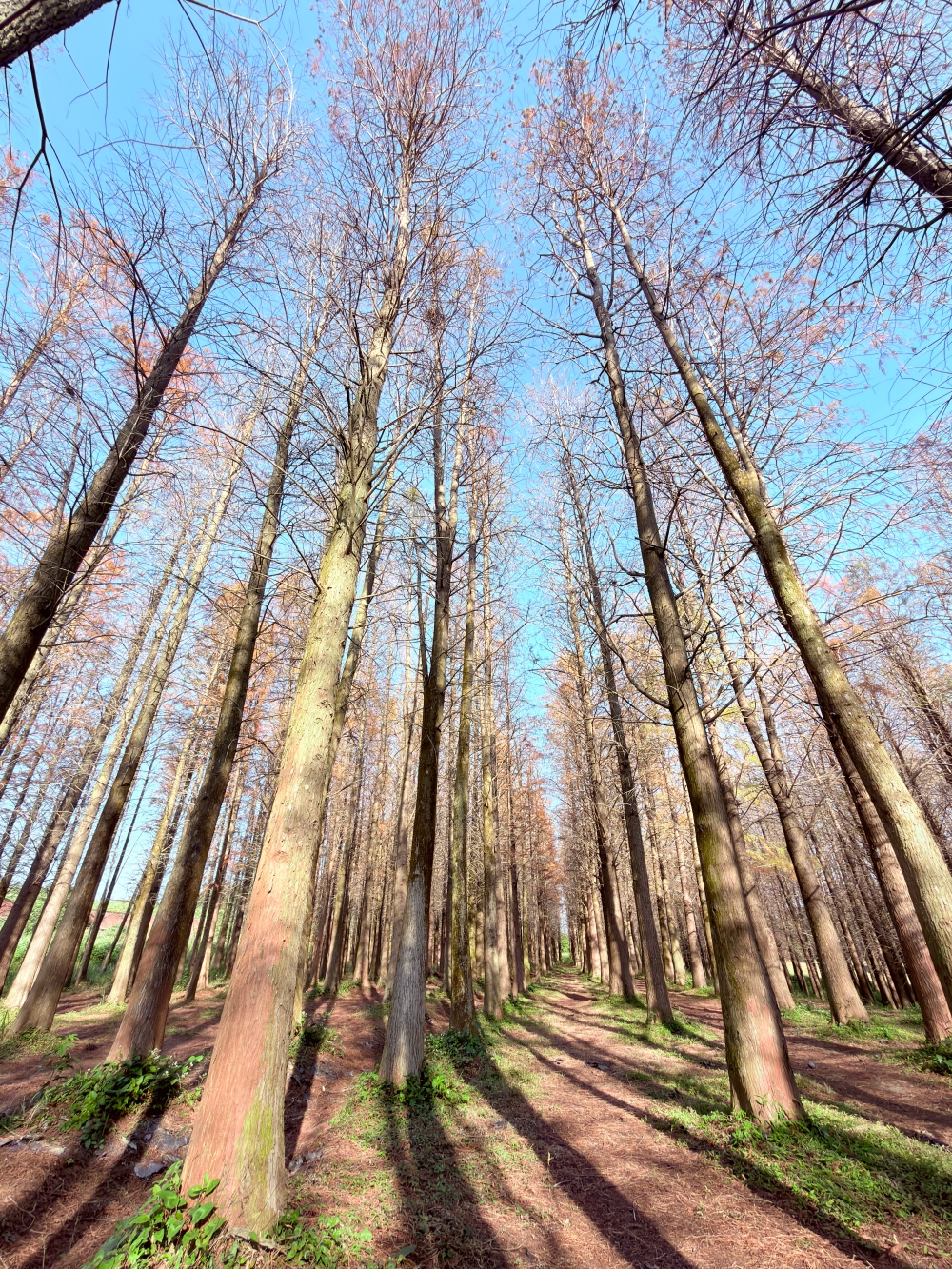 楊梅落羽松秘境｜錯過的不是風景，而是季節。（2025年台灣落羽松）